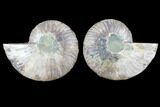 Cut & Polished Ammonite Fossil - Crystal Chambers #103079-1